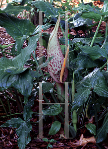 Picture of Arum italicum 