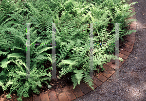 Picture of Athyrium filix-femina 'Veronica-Cristata'