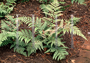 Picture of Athyrium otophorum 