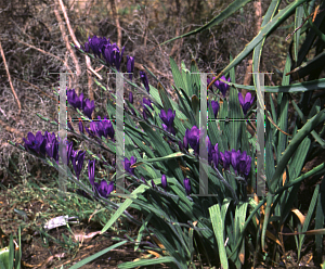 Picture of Babiana pulchra 