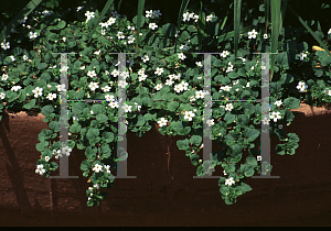 Picture of Bacopa monnieri 'Snowflake'