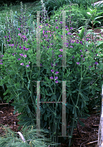 Picture of Baptisia australis 