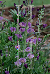 Picture of Baptisia australis 