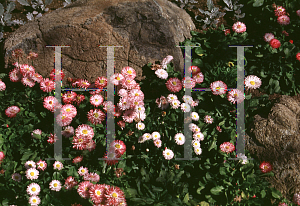 Picture of Bellis perennis 'Habanera White/Rose'