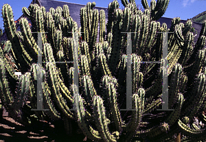 Picture of Bergerocactus emoryi 