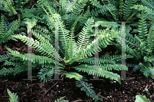 Picture of Blechnum spicant 