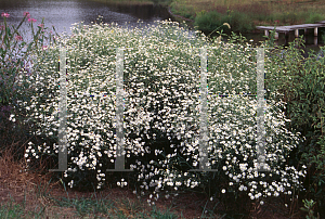 Picture of Boltonia asteroides 'Snowflake'