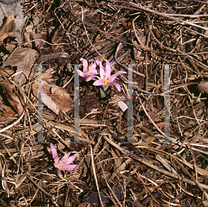 Picture of Bulbocodium vernum 