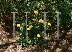 Picture of Calendula officinalis 