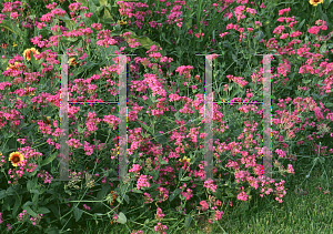 Picture of Centranthus ruber 