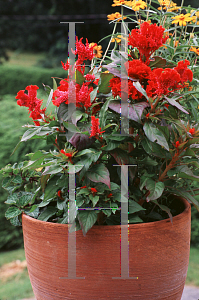 Picture of Celosia argentea (Cristata Group) 'Prestige Scarlet'