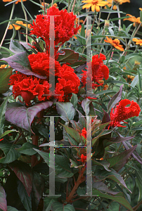 Picture of Celosia argentea (Cristata Group) 'Prestige Scarlet'