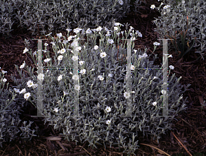 Picture of Cerastium tomentosum 