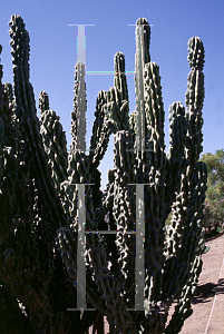 Picture of Cereus uruguayanus 'Monstrosus'