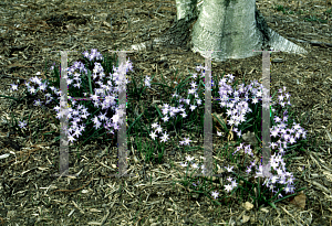 Picture of Chionodoxa luciliae 