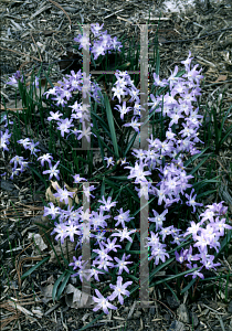 Picture of Chionodoxa luciliae 