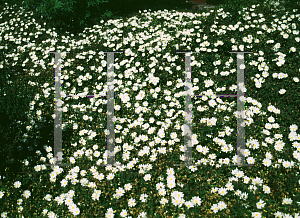 Picture of Cistus salviifolius 