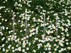 Picture of Cistus salviifolius 