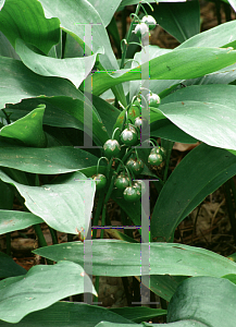 Picture of Convallaria majalis 