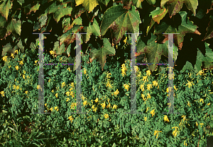 Picture of Corydalis lutea 