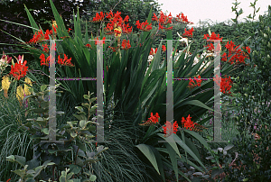 Picture of Crocosmia x crocosmiiflora 'Lucifer'