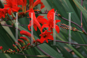 Picture of Crocosmia x crocosmiiflora 'Lucifer'