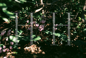 Picture of Cyclamen coum 