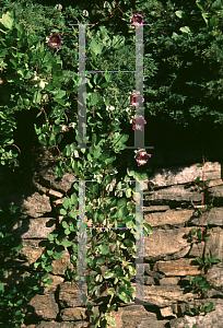 Picture of Cobaea scandens 