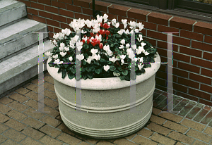 Picture of Cyclamen persicum 