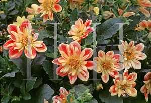 Picture of Dahlia  'Harlequin Mix'