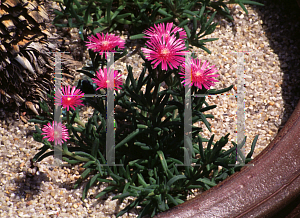 Picture of Delosperma cooperi 