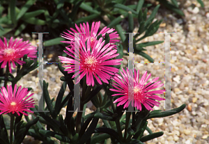 Picture of Delosperma cooperi 