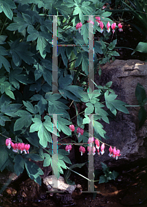 Picture of Lamprocapnos spectabilis 