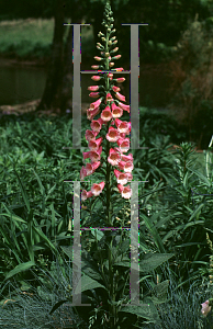 Picture of Digitalis x mertonensis 