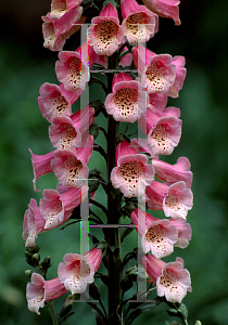 Picture of Digitalis x mertonensis 