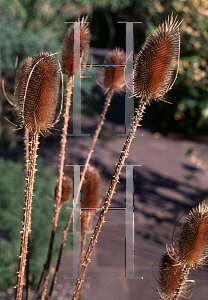 Picture of Dipsacus fullonum 