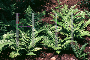 Picture of Dryopteris bushiana 