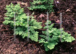 Picture of Gymnocarpium dryopteris 'Plumosum'