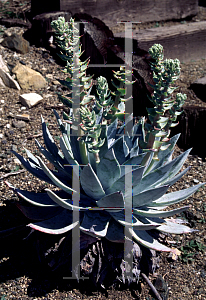 Picture of Dudleya brittonii 