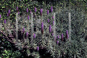 Picture of Echium candicans 