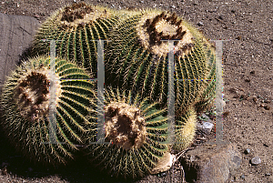 Picture of Echinocactus grusonii 