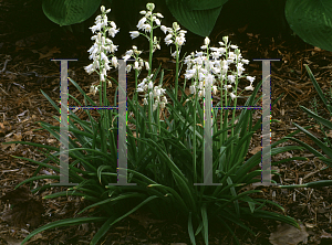 Picture of Hyacinthoides hispanica 'White City'