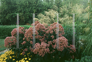 Picture of Eupatorium purpureum 'Gateway'