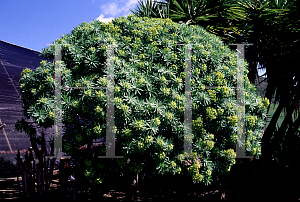 Picture of Euphorbia lambii 