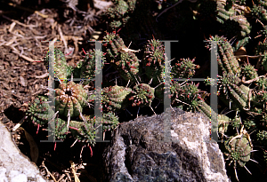 Picture of Euphorbia mammillaris 