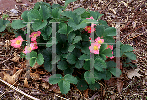 Picture of Fragaria frel 'Pink Panda'