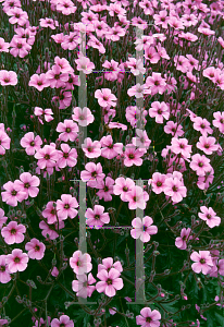 Picture of Geranium maderense 