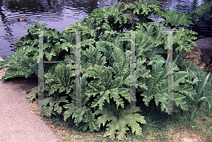 Picture of Gunnera tinctoria 