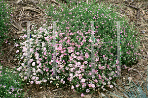 Picture of Gypsophila muralis 'Gypsy'