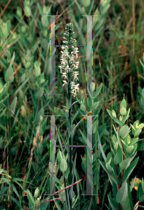 Picture of Habenaria lacera 